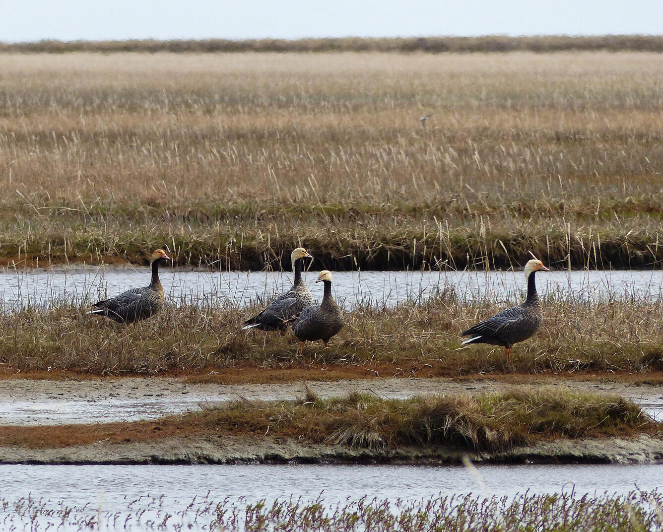 Emperor Geese, central coast, Yukon Delta National Wildlife Refuge