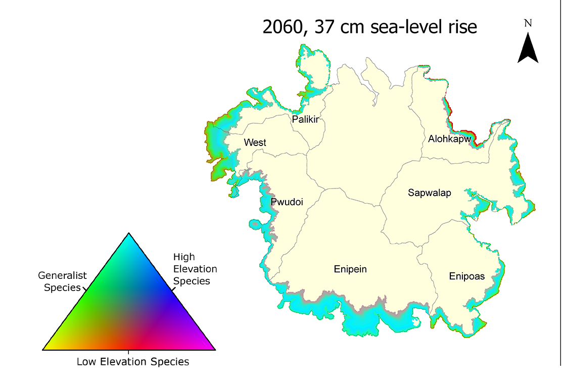 Map of projected mangrove distribution on the island of Pohnpei, 2060, under 37 cm sea-level rise