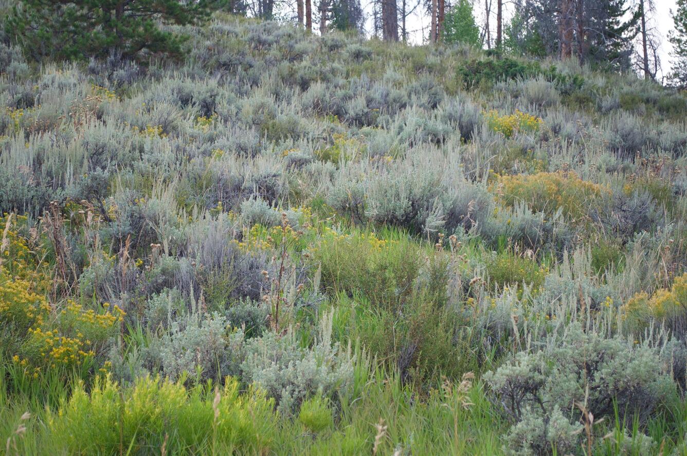 Sagebrush, grasses, and forbs in a shrub-steppe ecosystem