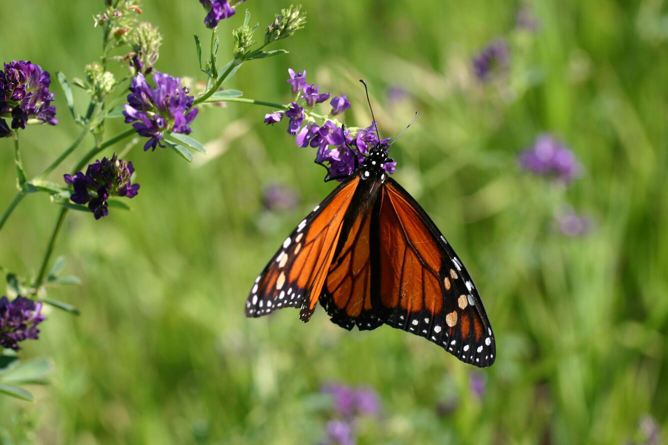 Photo of an adult monarch butterfly feeding on an alfalfa plant.