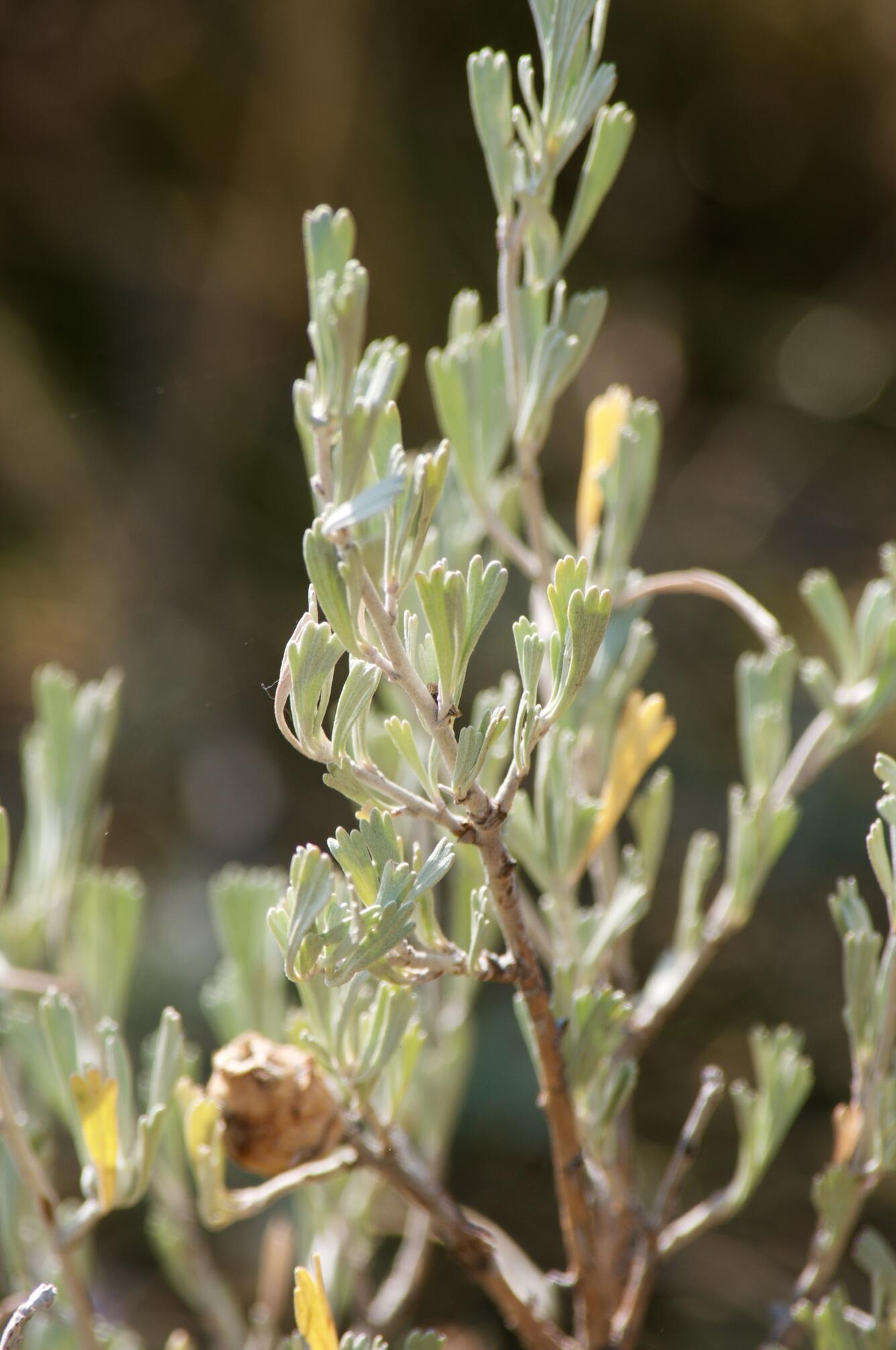 A close-up photo of sagebrush, a vital part of the western sagebrush ecosystems