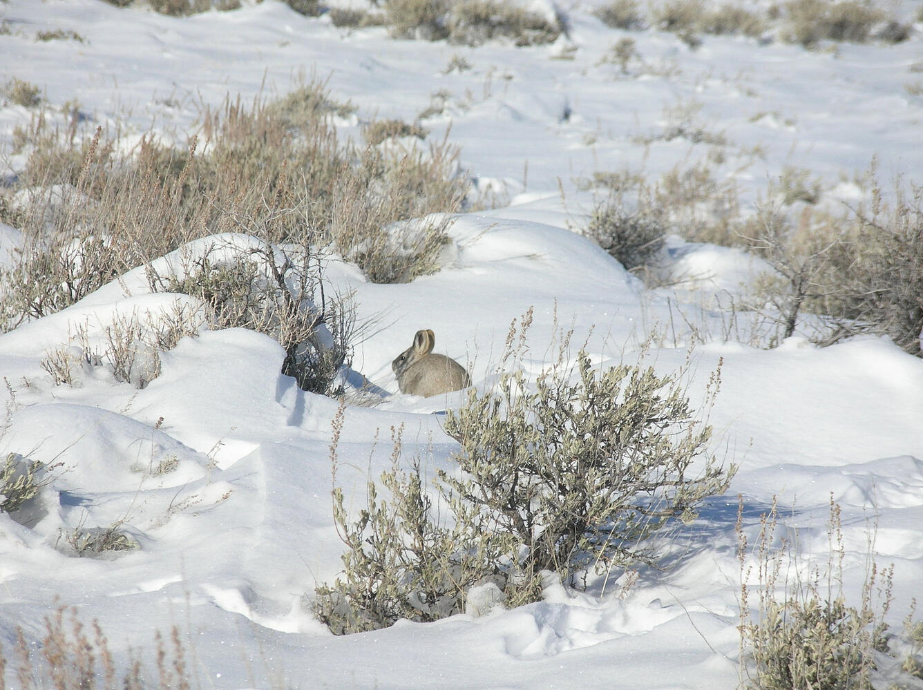 Pygmy rabbit in the Caribou-Targhee National Forest