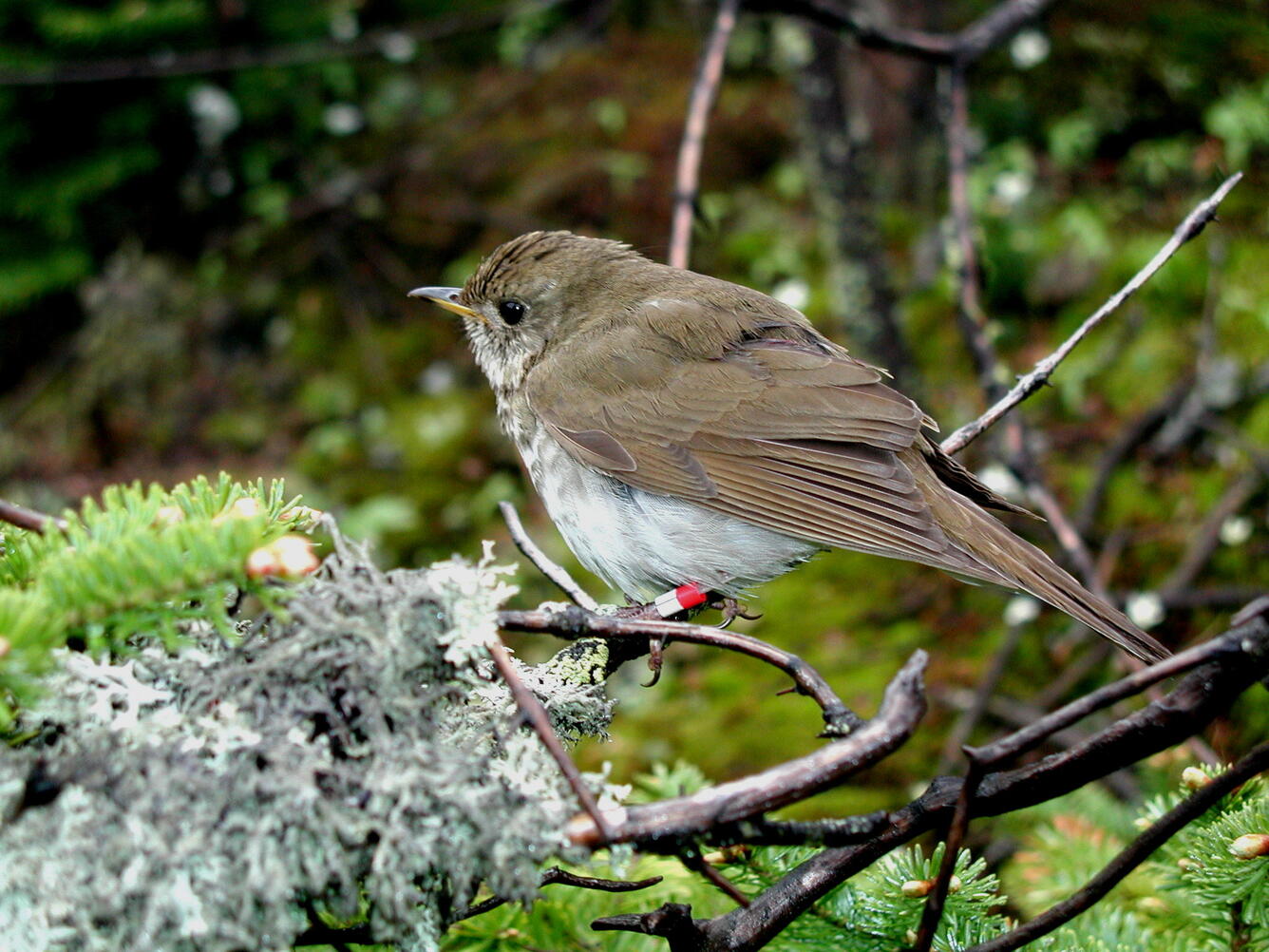 Banded Bicknell's Thrush with color leg bands on Stratton Mountain, Vermont. 