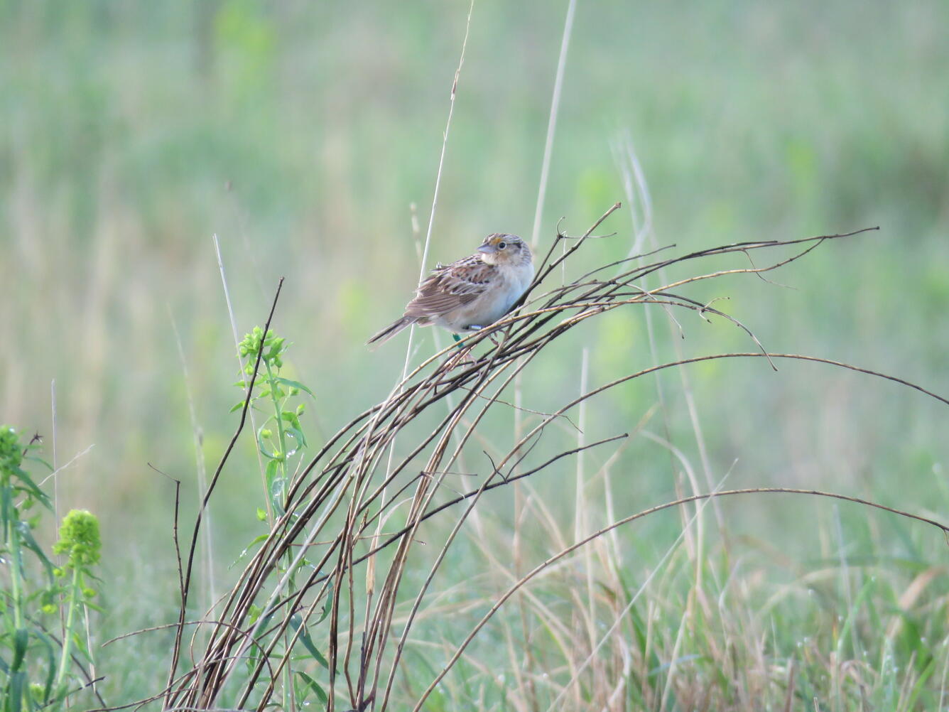 GRSP with geo stalk showing.JPG