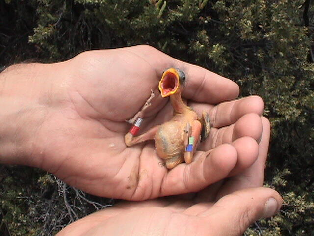 Newly banded palila nestling