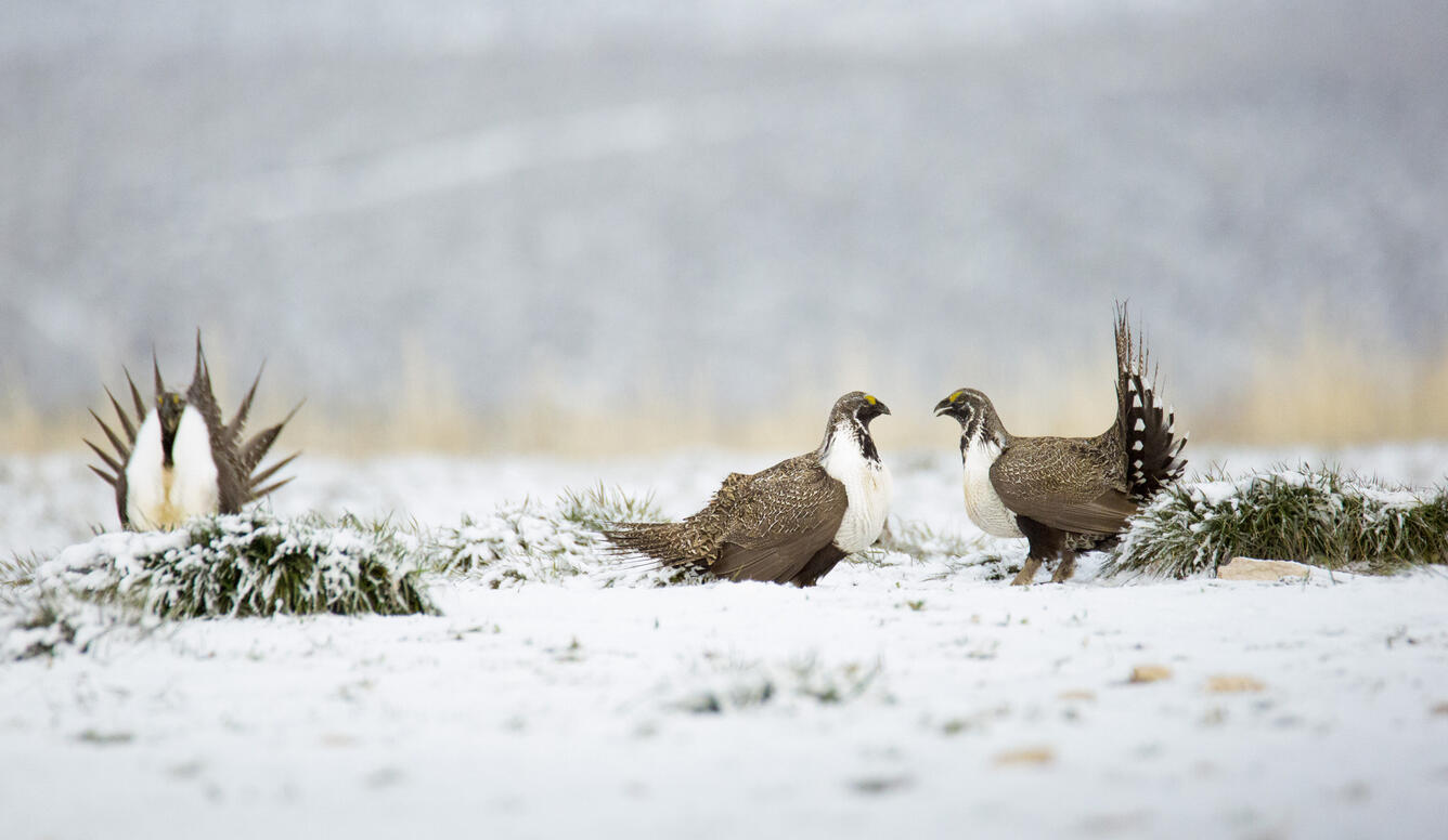 Sage-Grouse on the Curlew National Grassland. Caribou-Targhee National Forest