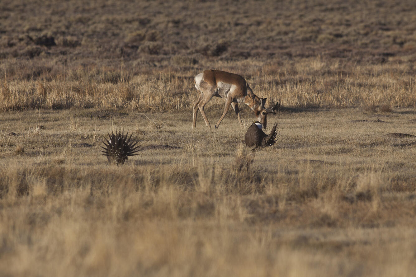 Greater sage-grouse and mule deer, Bodie Hills