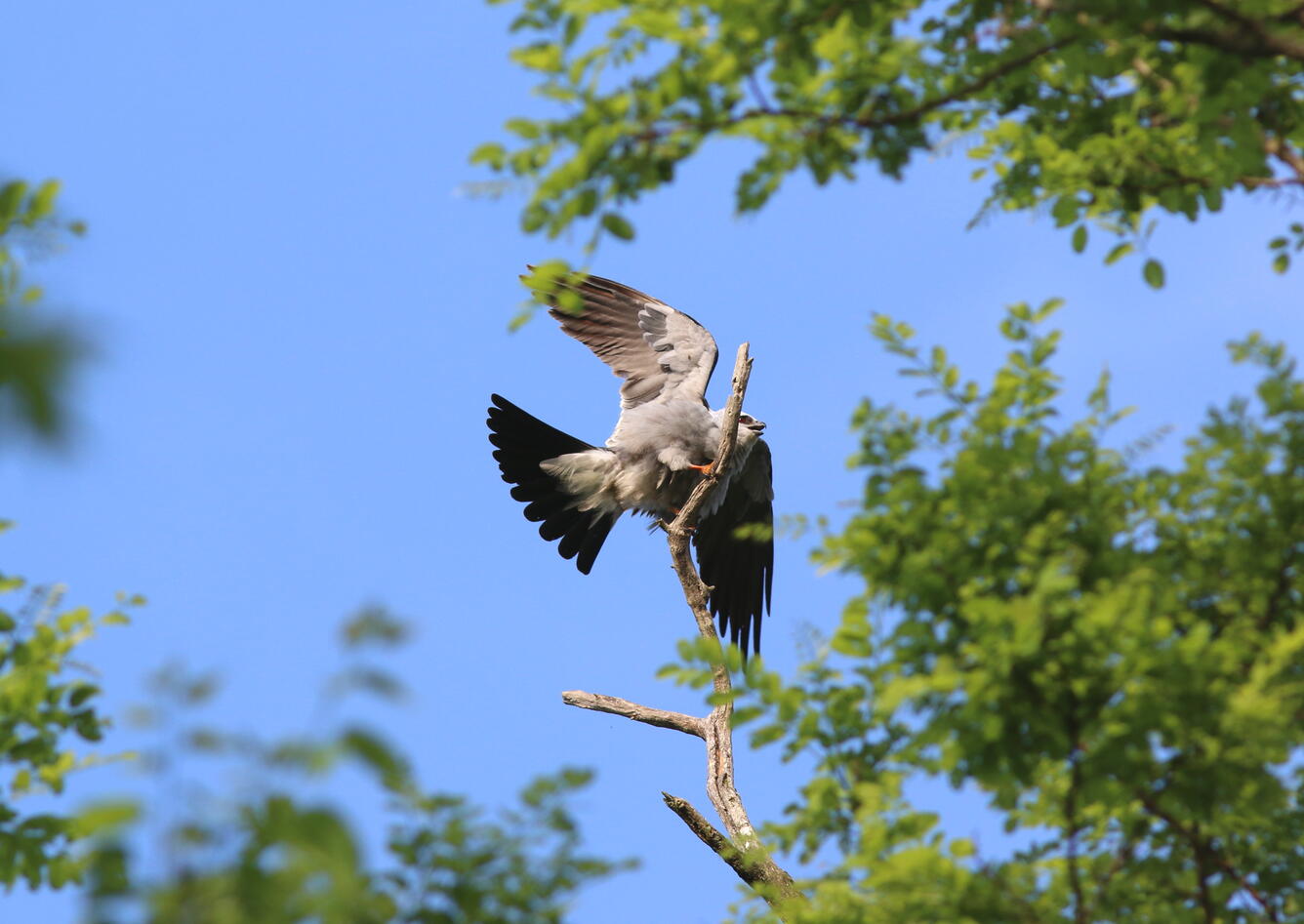 Mississippi Kite