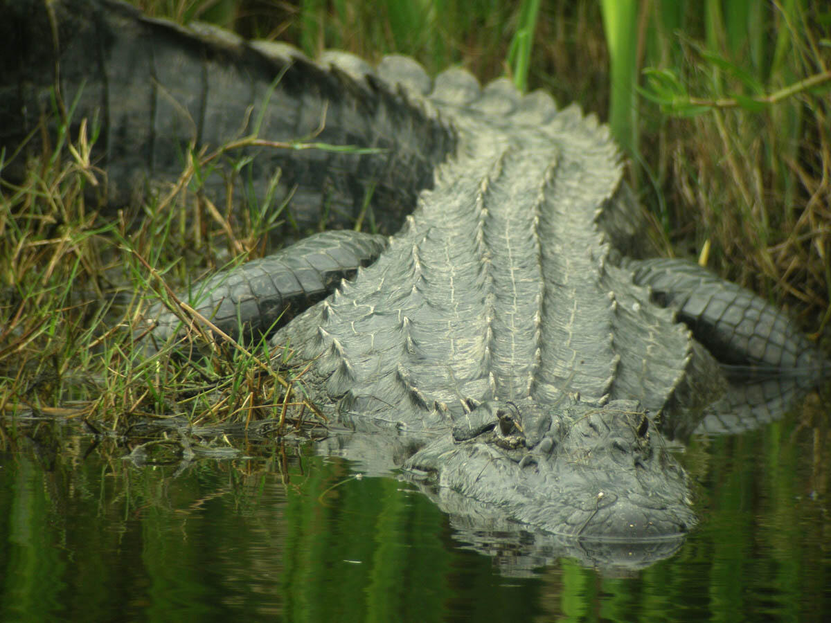 Alligator entering water