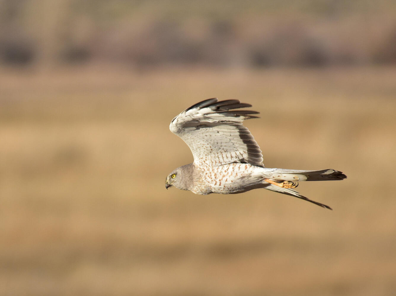 Northern harrier