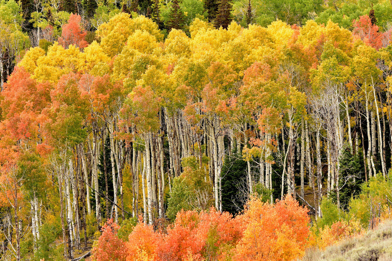 Fall colors on Little Mountain in southwest Wyoming.
