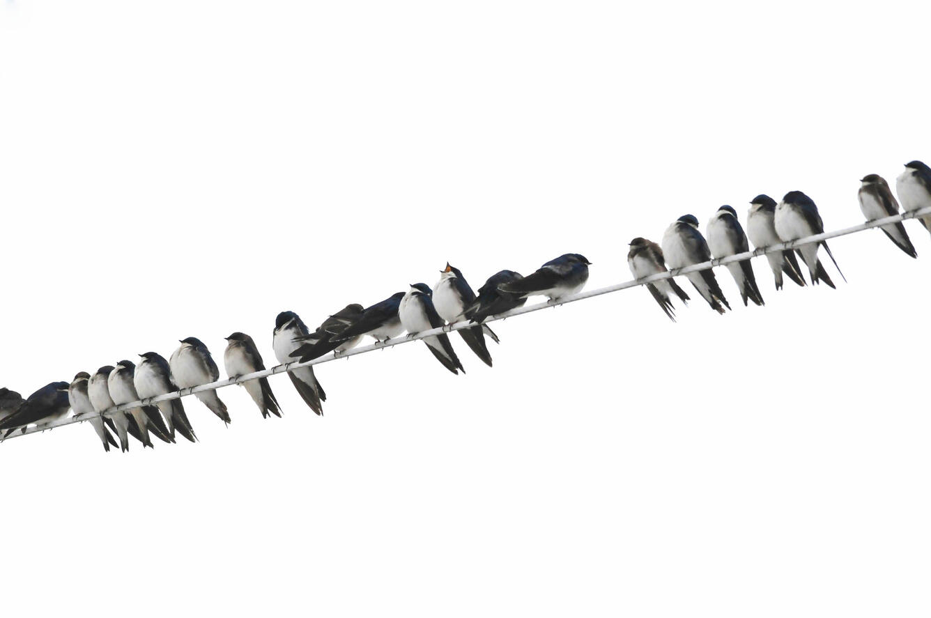 A gulp of tree swallows