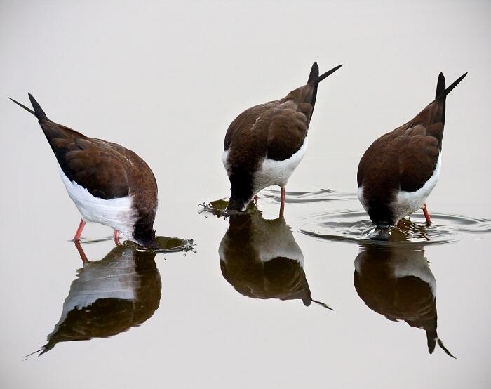 WERC 3 Black Necked Stilts with reflection