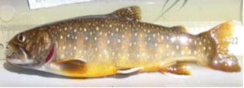 Brook Trout 