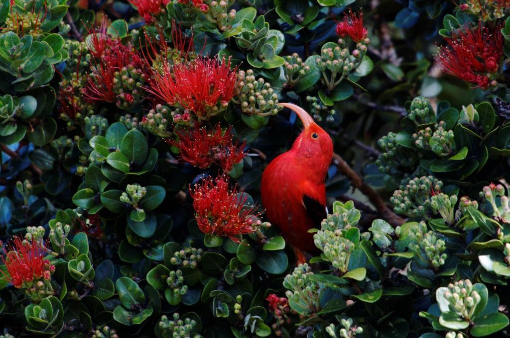 ‘I’iwi in an 'Ōhi'a tree.