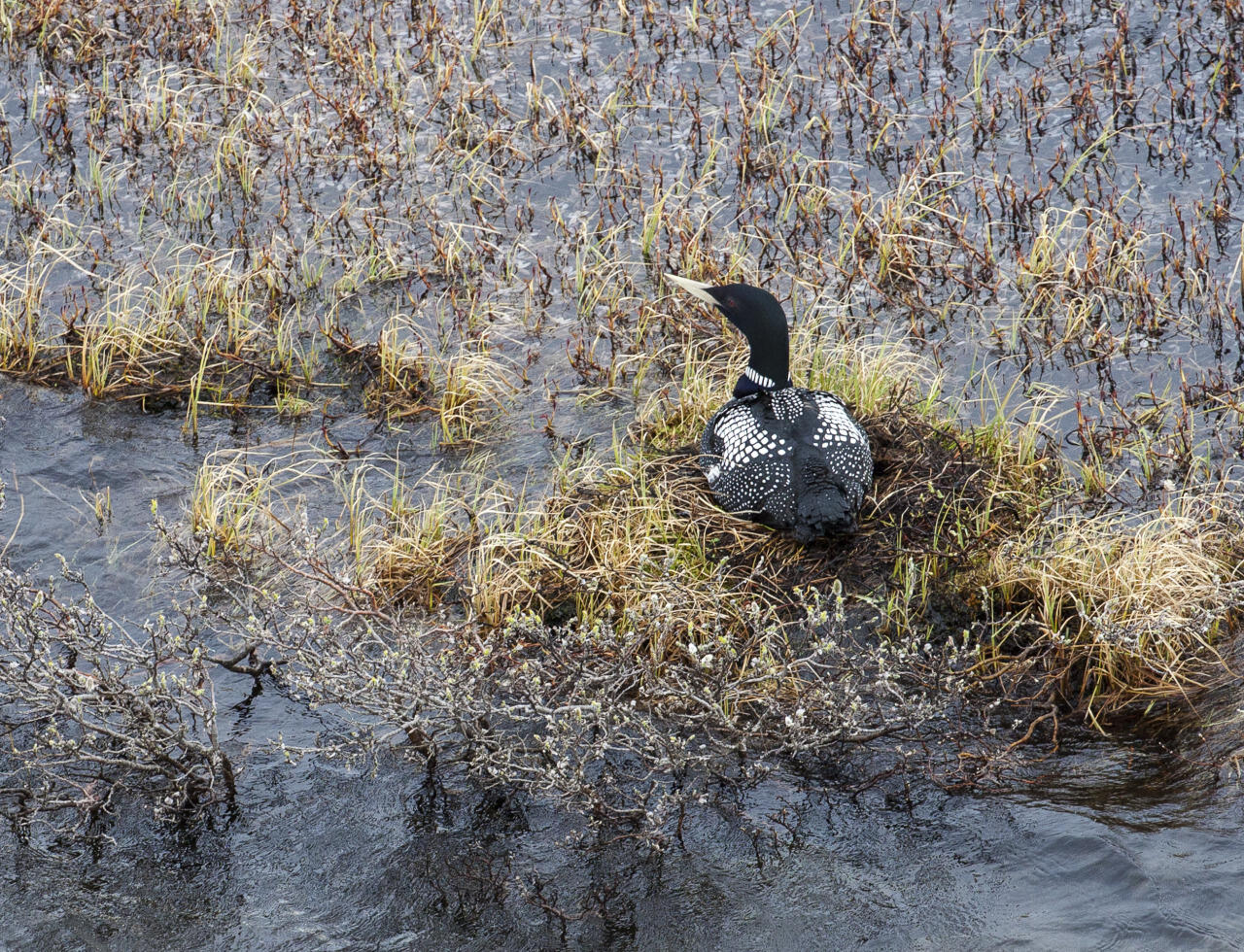 Yellow-Billed Loon