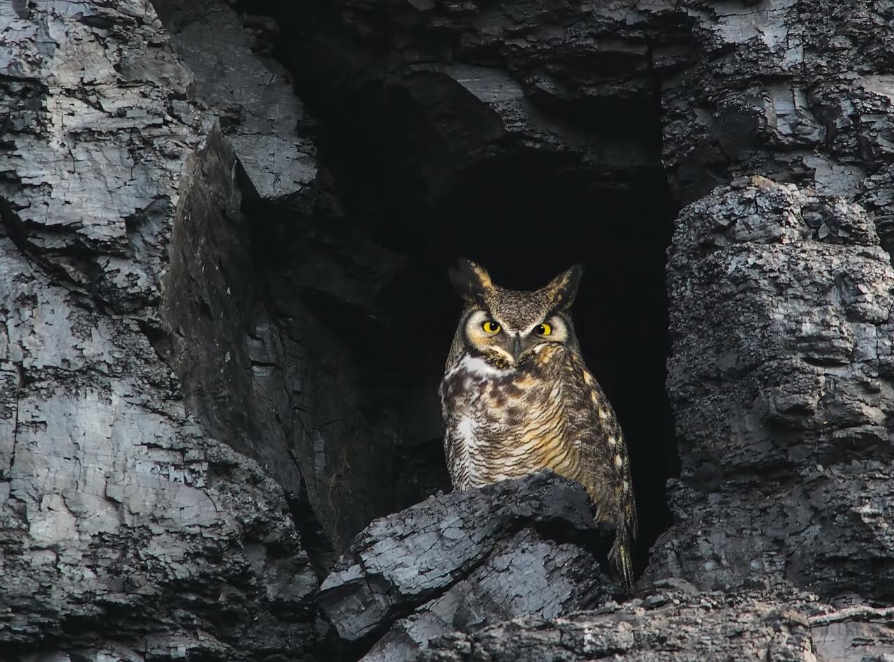 Owl at Wyodak coal mine, Wyoming