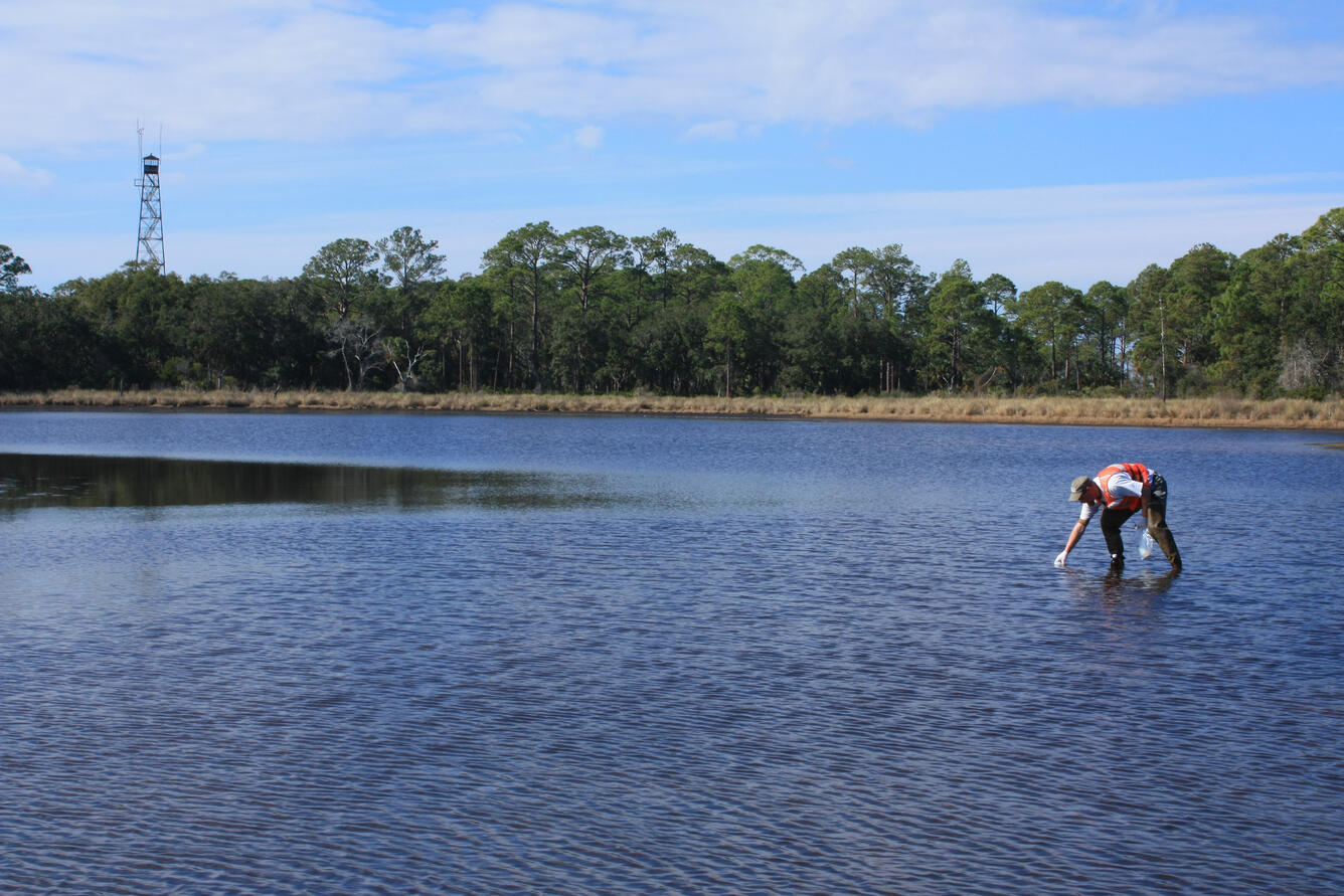 St. Marks National Wildlife Refuge, Florida