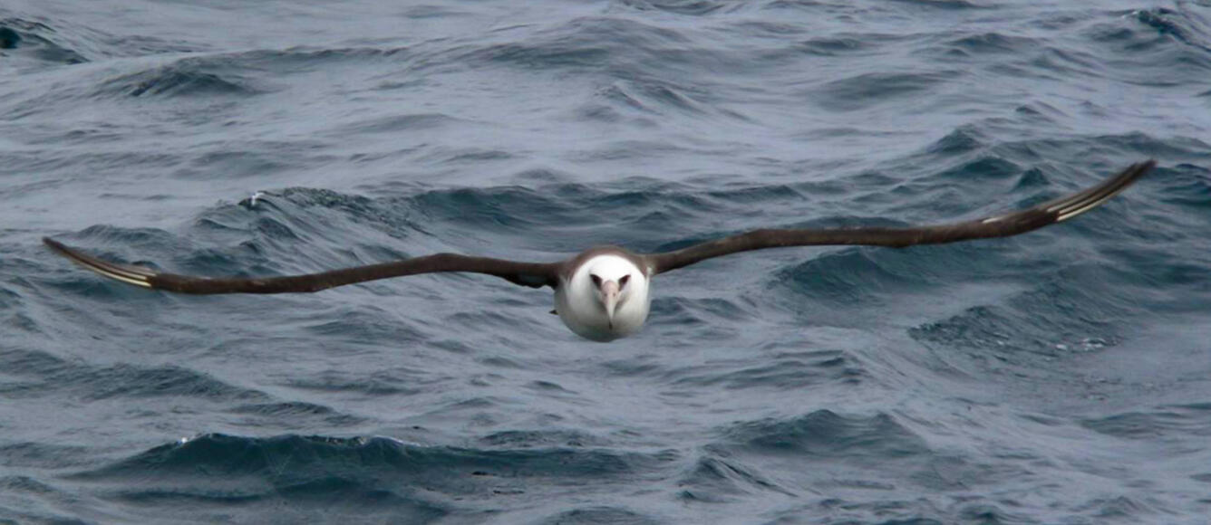 Laysan Albatross