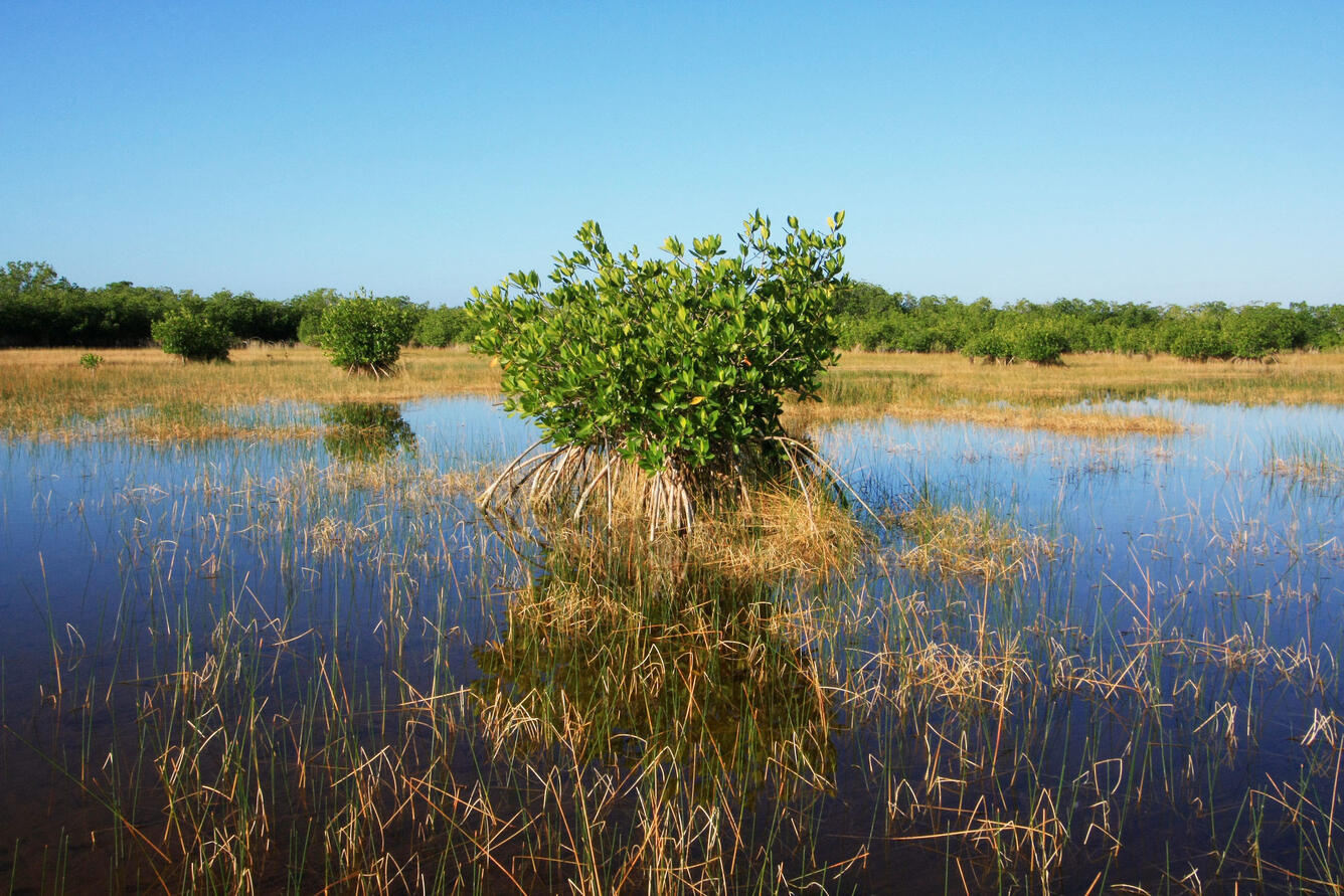 Red mangrove in Ten Thousand Island National Wildlife Refuge