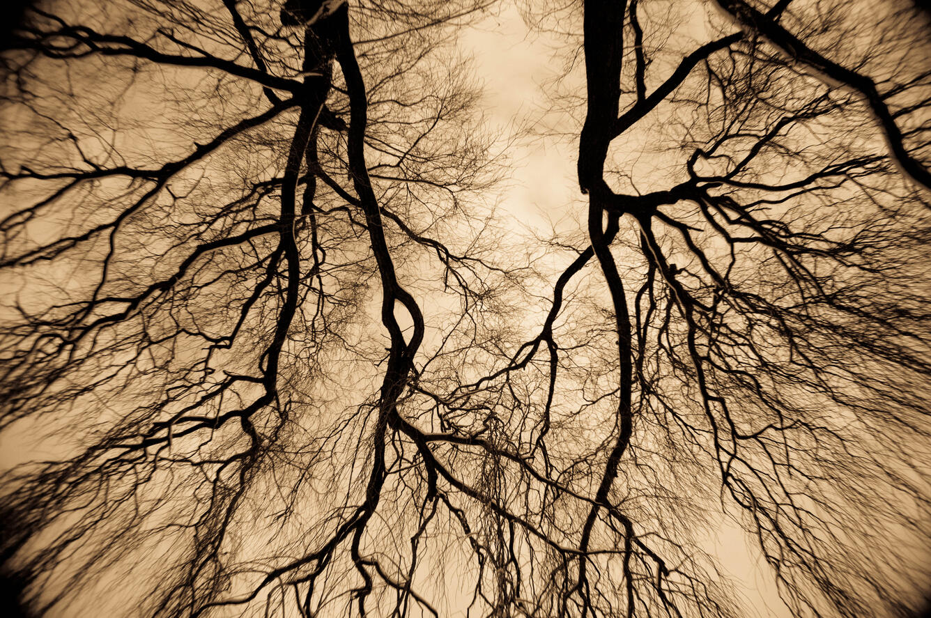 The Capillary Tree