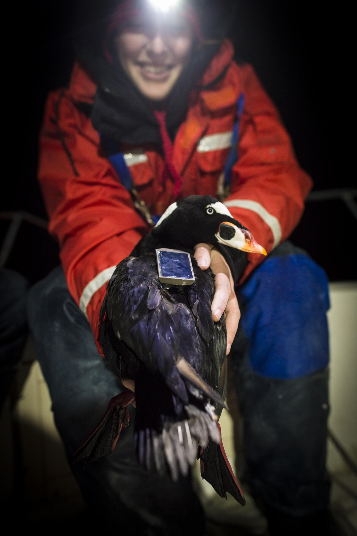 USGS scientist Sarah Fitzgerald holds a surf scoter that has been fitted with a satellite tag.