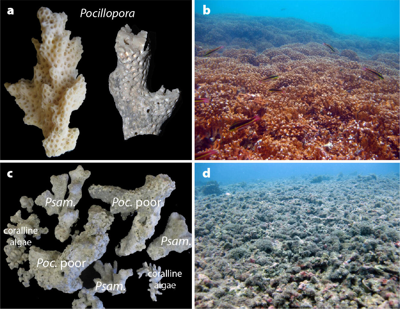 Four panel image displaying corals in degraded versus good condition up close and on a coral reef.