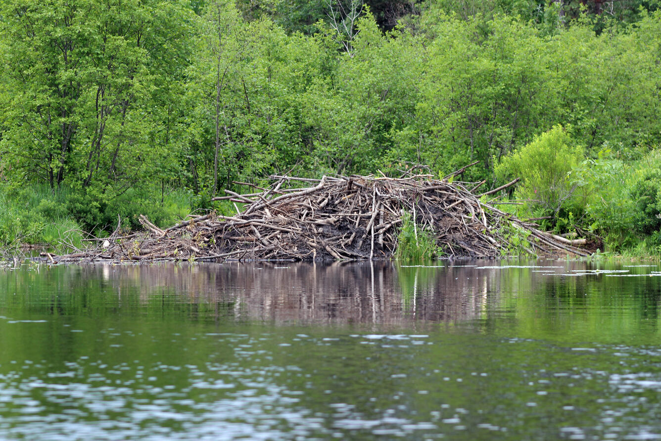 Beaver lodge