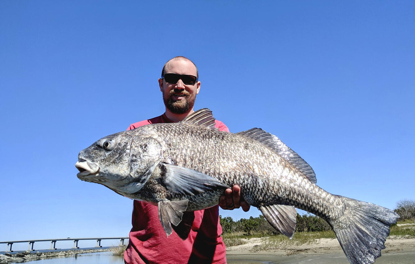 Photo of Research Fisheries Biologist, Joseph Schmitt, holding a black drum.