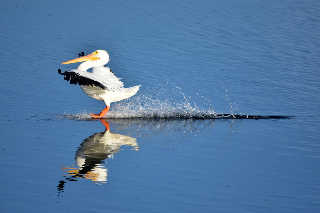 Pelican at Seedskadee National Wildlife Refuge