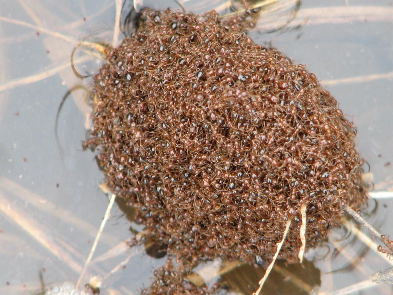 Invasive red imported fire ants caught in a flood