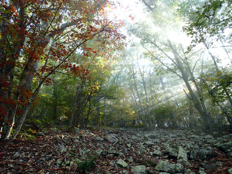 A talus slope forest along the Appalachian Trail in the Southern Blue Ridge Mountains of Virginia.