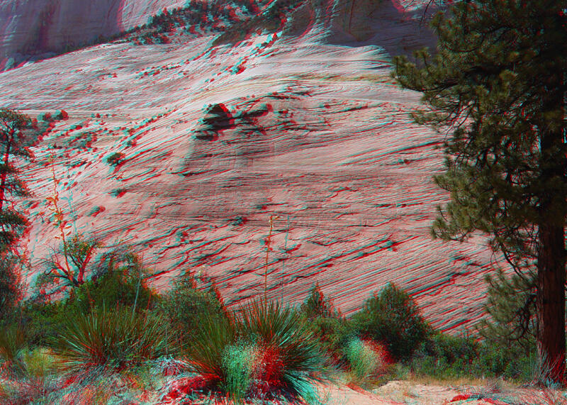 Yucca and sandstone at Zion National Park