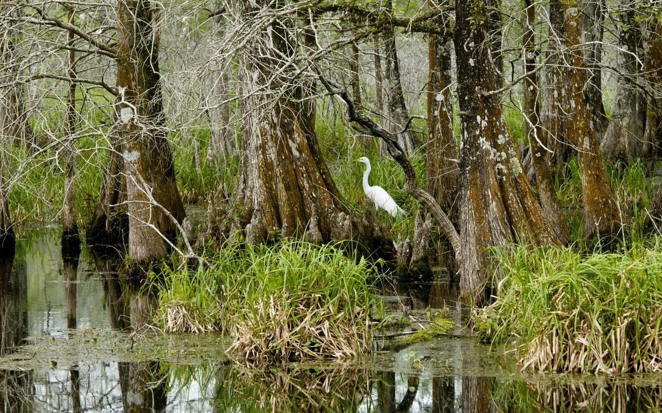 Cypress Swamp Egret - Louisiana