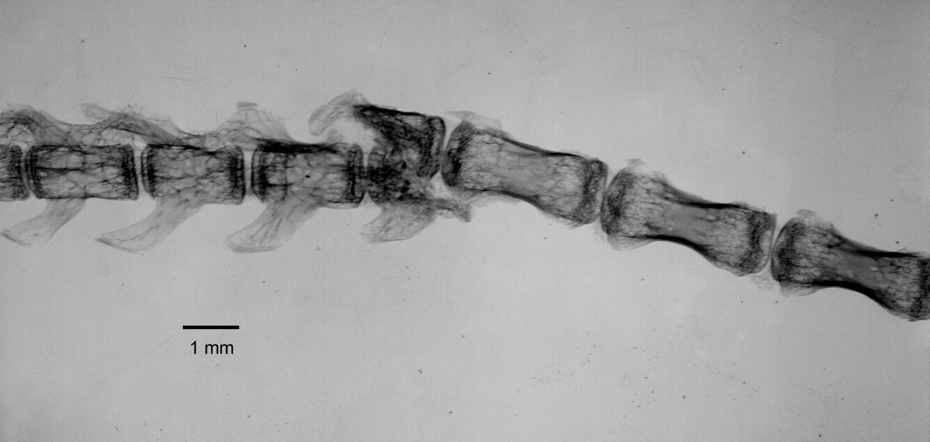 Inverted x-ray image of tail of white-footed mouse, Peromyscus leucopus