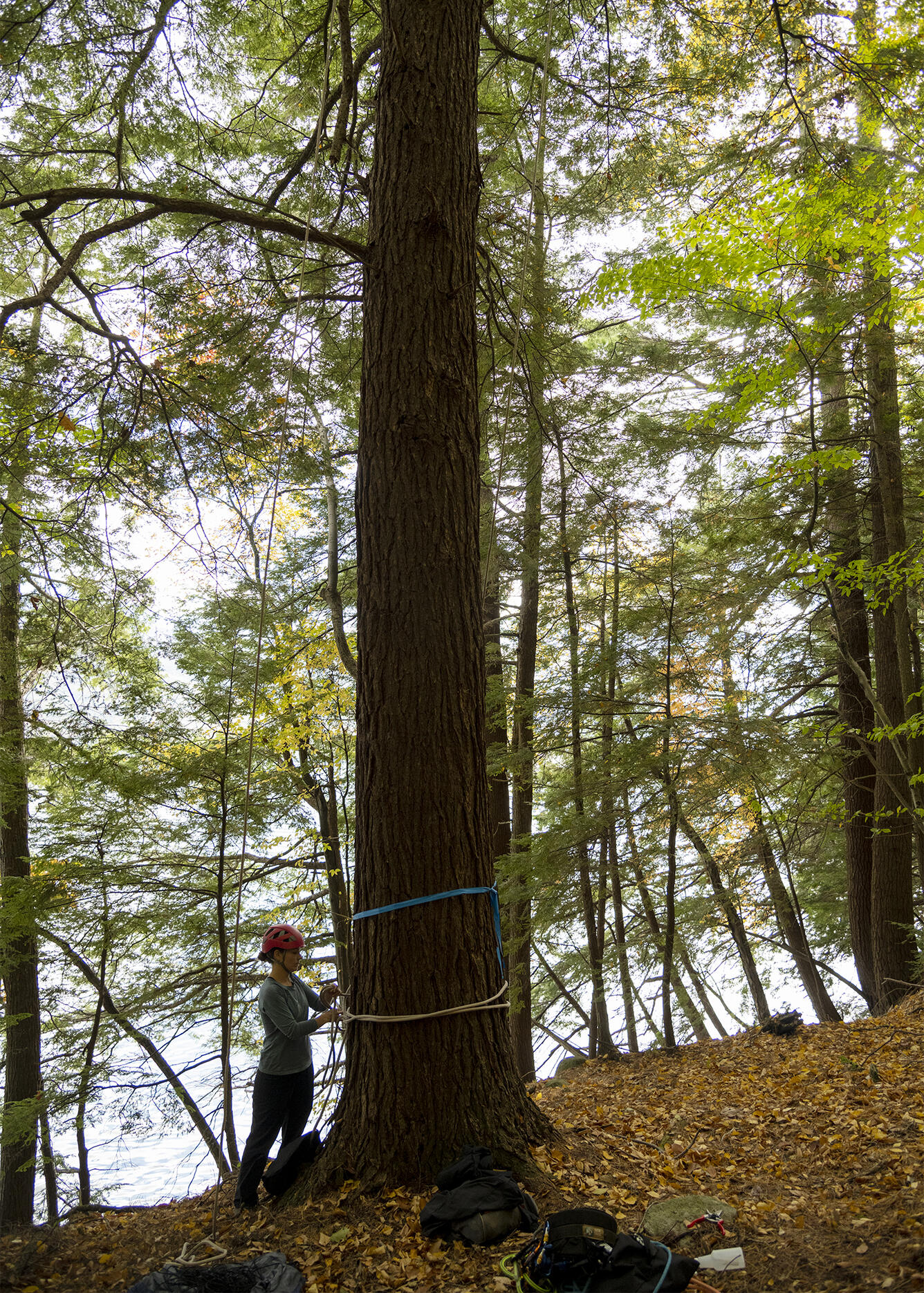 color photo of hemlock tree