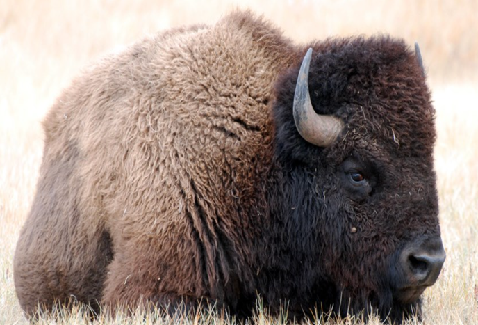 Bison 