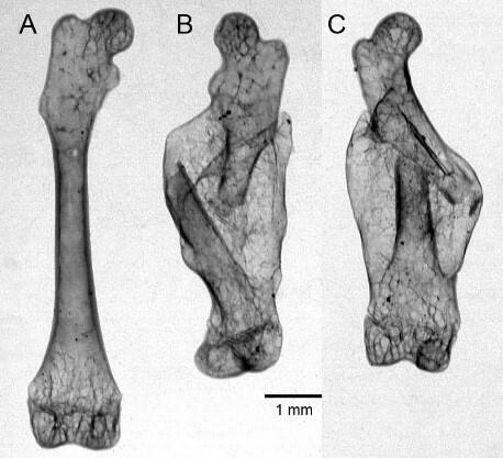 Inverted x-rays of femurs of a least shrew