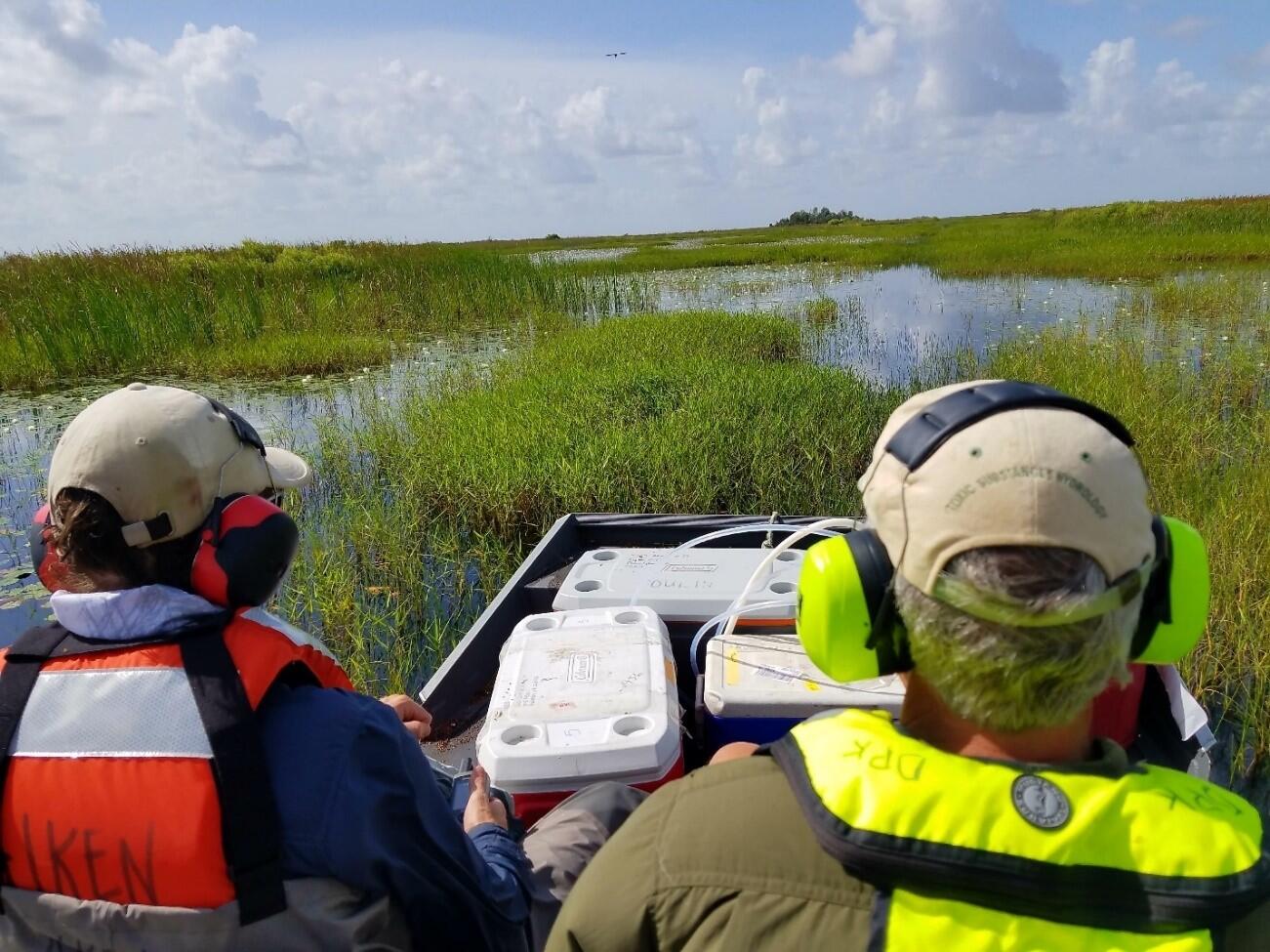 USGS scientists scout sampling locations in shallow, grassy water