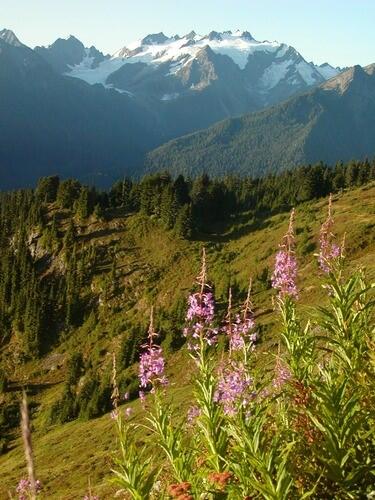 The peak of Mt. Olympus (alpine biotic community at the peak) as viewed from a neighboring mountain.