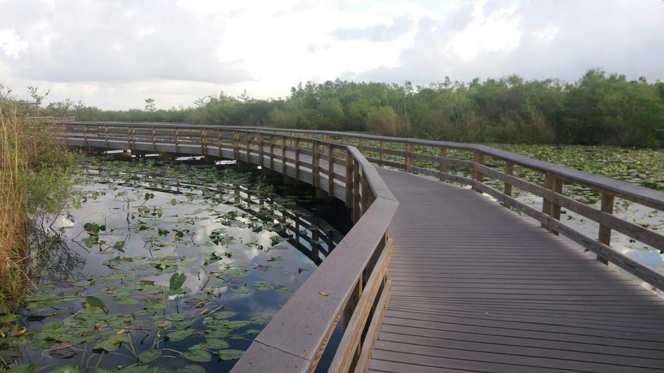 Wooden boardwalks allow visitors to observe the wetlands along the Anhinga Trail.