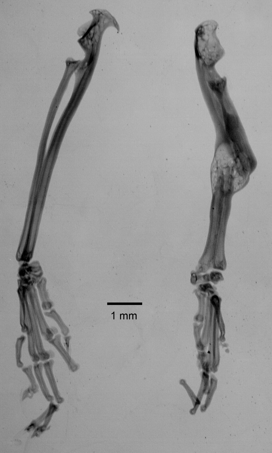 Inverted x-ray images of lower fore limb of a masked shrew, Sorex cinereus