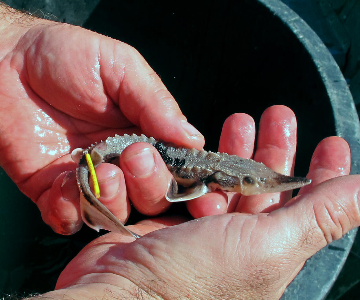 Juvenile Lake Sturgeon with Anchor Tag