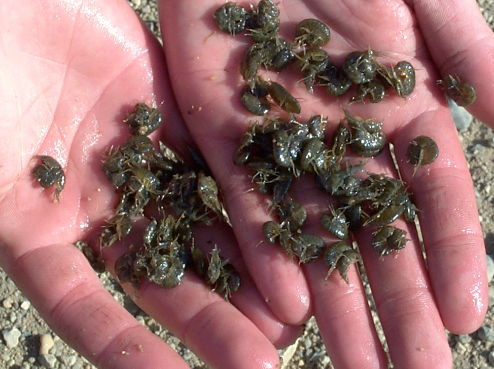 Photo of amphipods collected during spring 