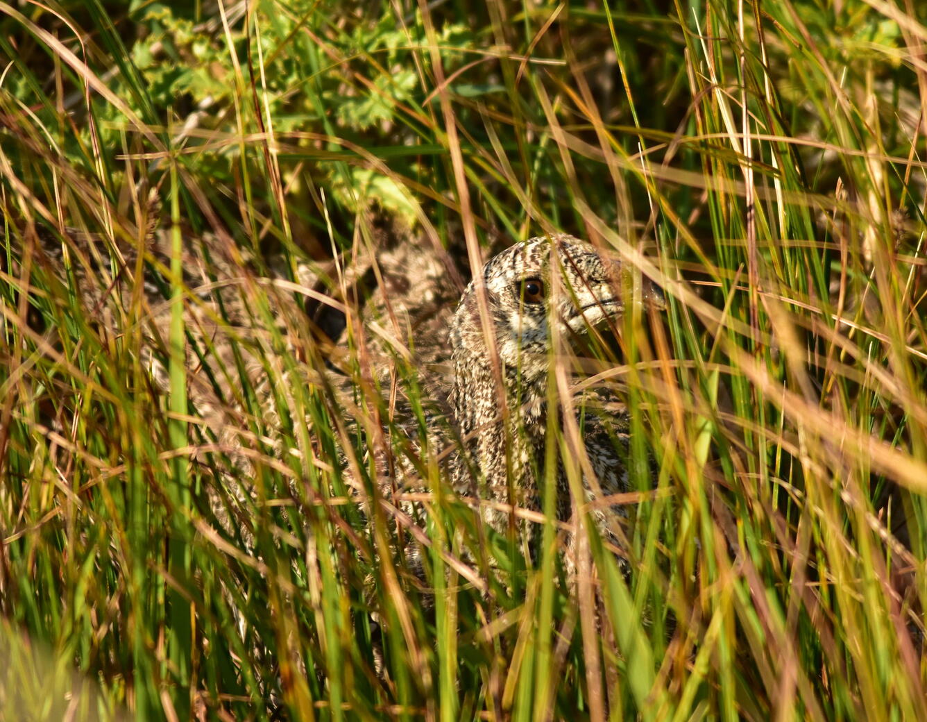 Greater sage-grouse on Seedskadee National Wildlife Refuge