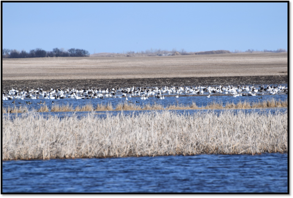 Photo of waterfowl using a partially plowed wetland .