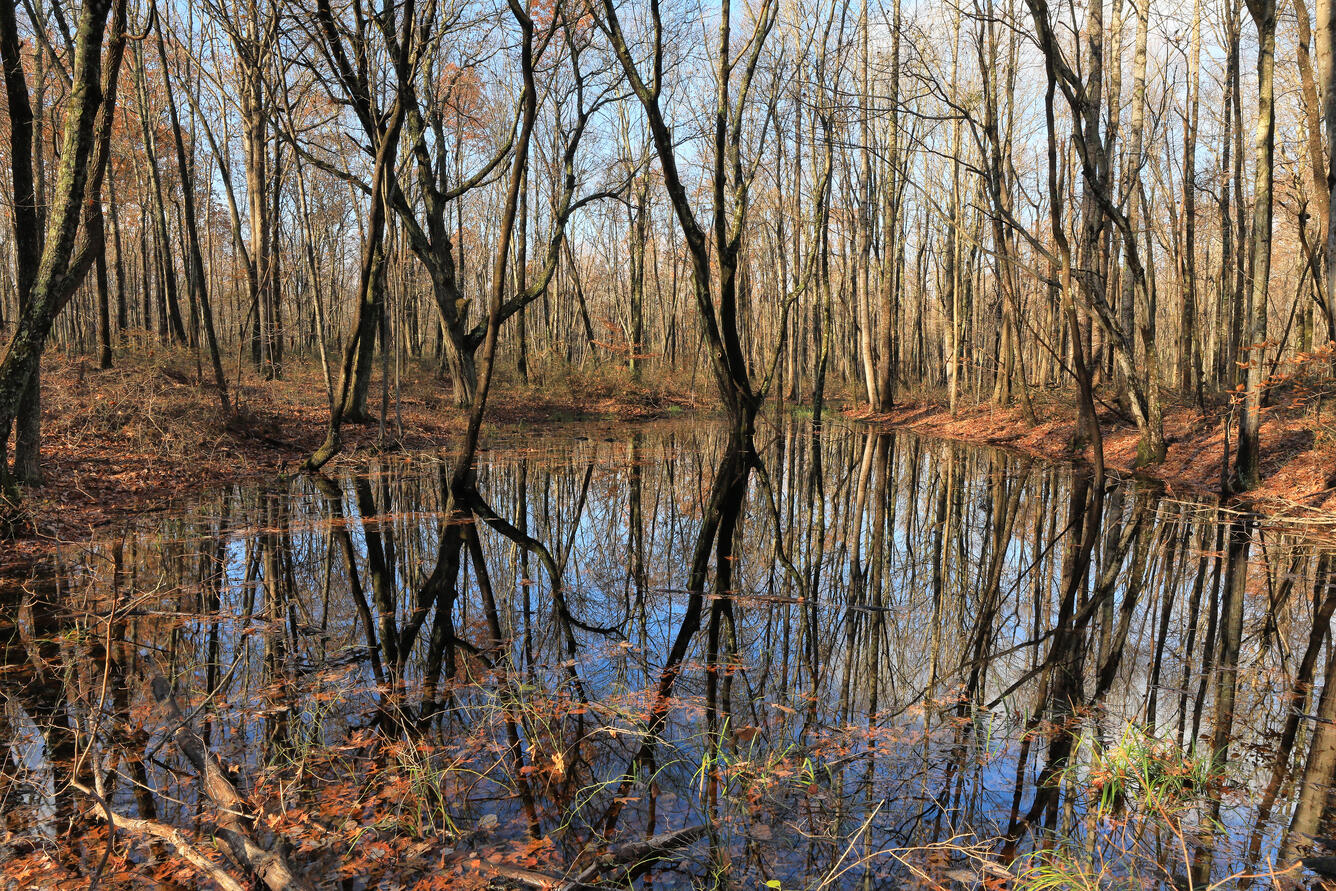 Ephemeral Pond, South Cumberland State Park, Sherwood Forest, Franklin County, Tennessee