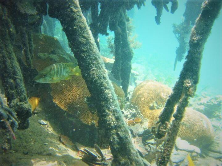 Snapper species peeks out of mangroves in the US Virgin Islands