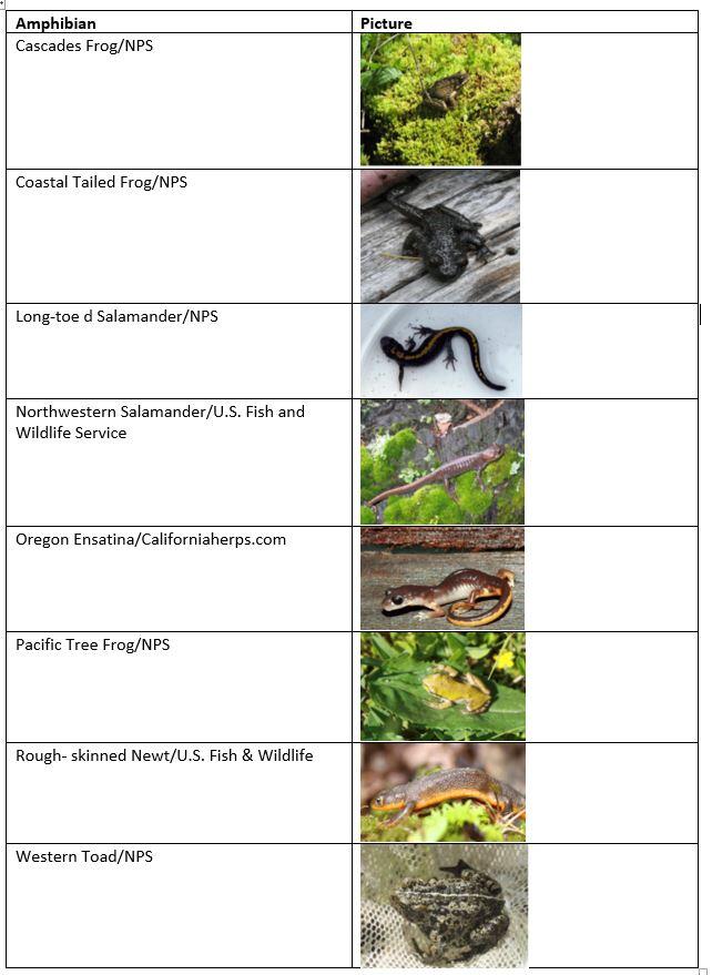 Amphibians of Crater Lake