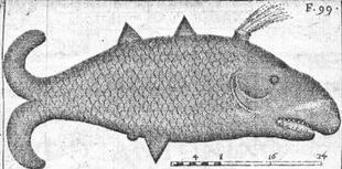 Rafinesque's Mongitore Monstrous Fish